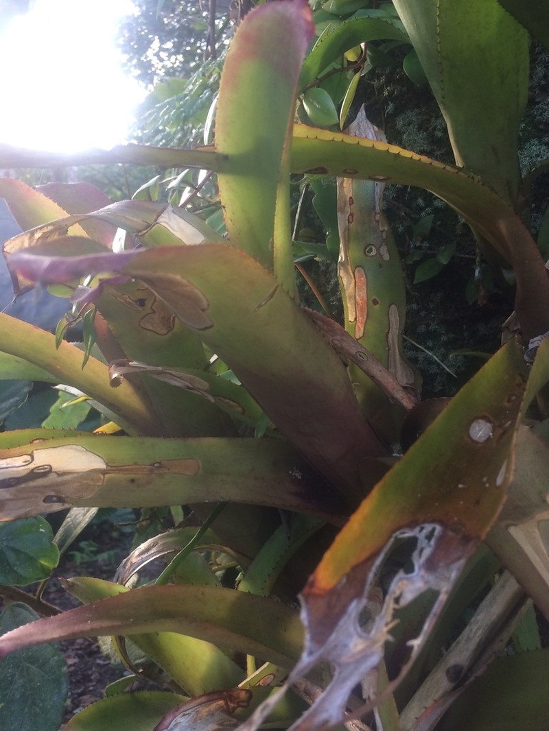 Nakedstem Livingvase photo 2