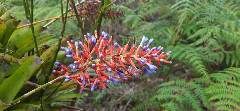 Aechmea organensis photo 2