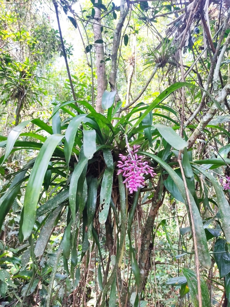 Aechmea organensis photo 3