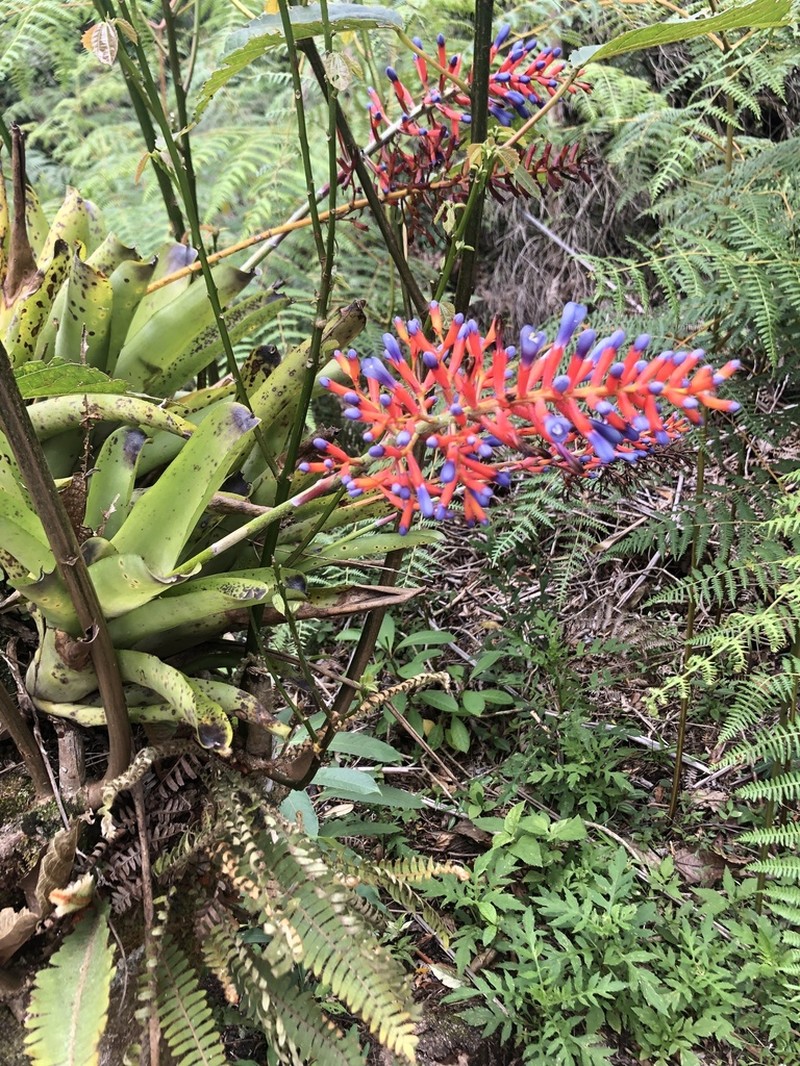 Aechmea organensis photo 4