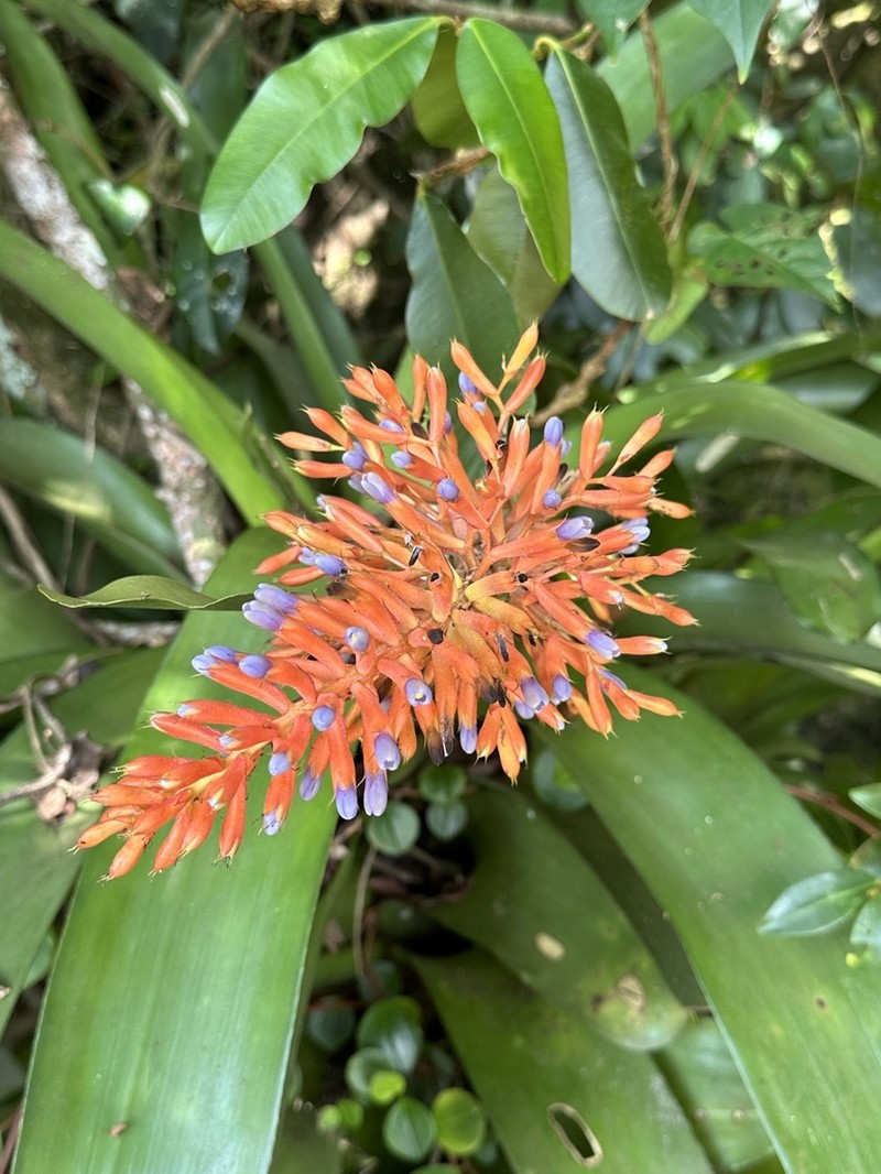 Aechmea organensis photo 5