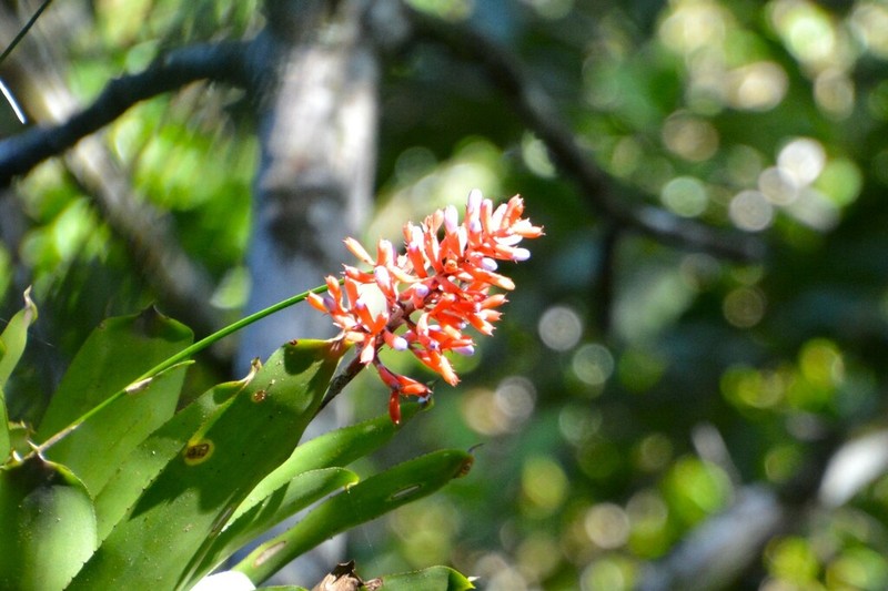 Aechmea organensis photo 6