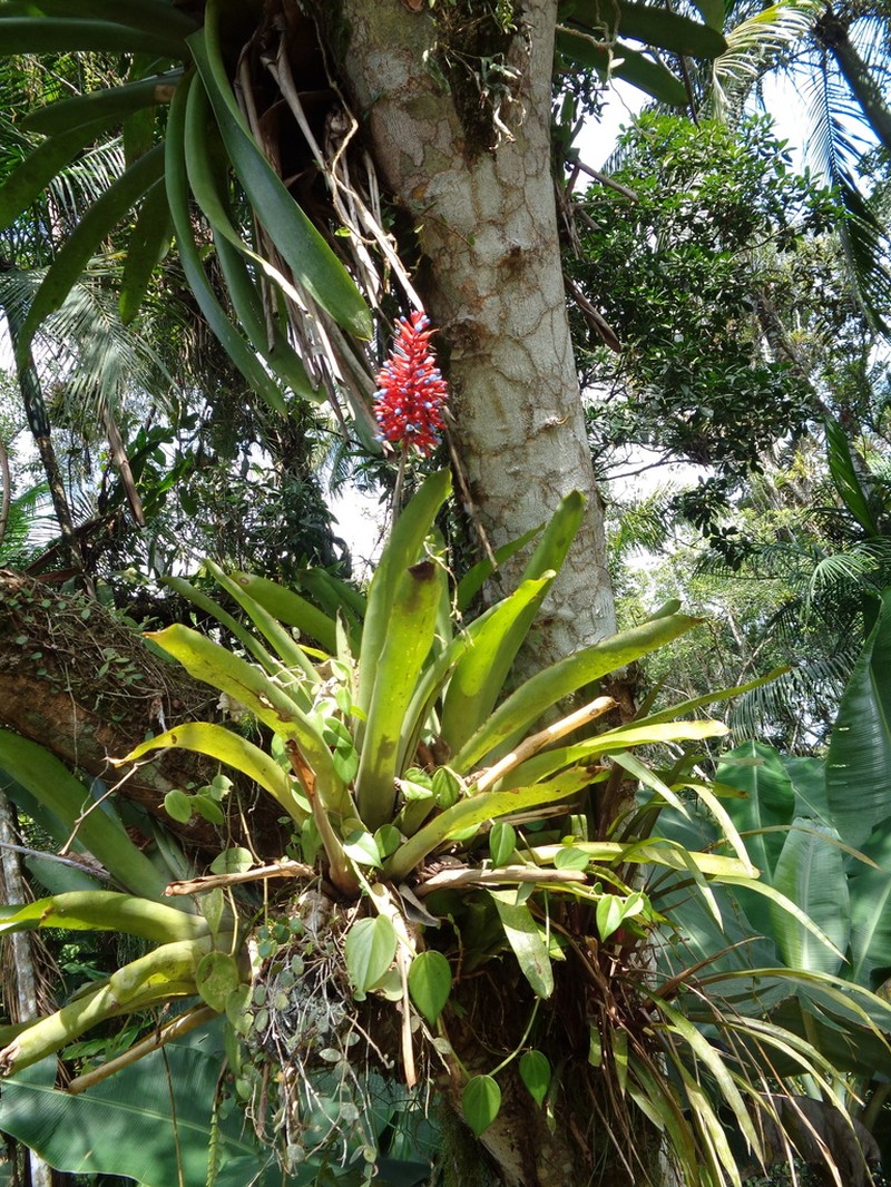 Aechmea organensis photo 7