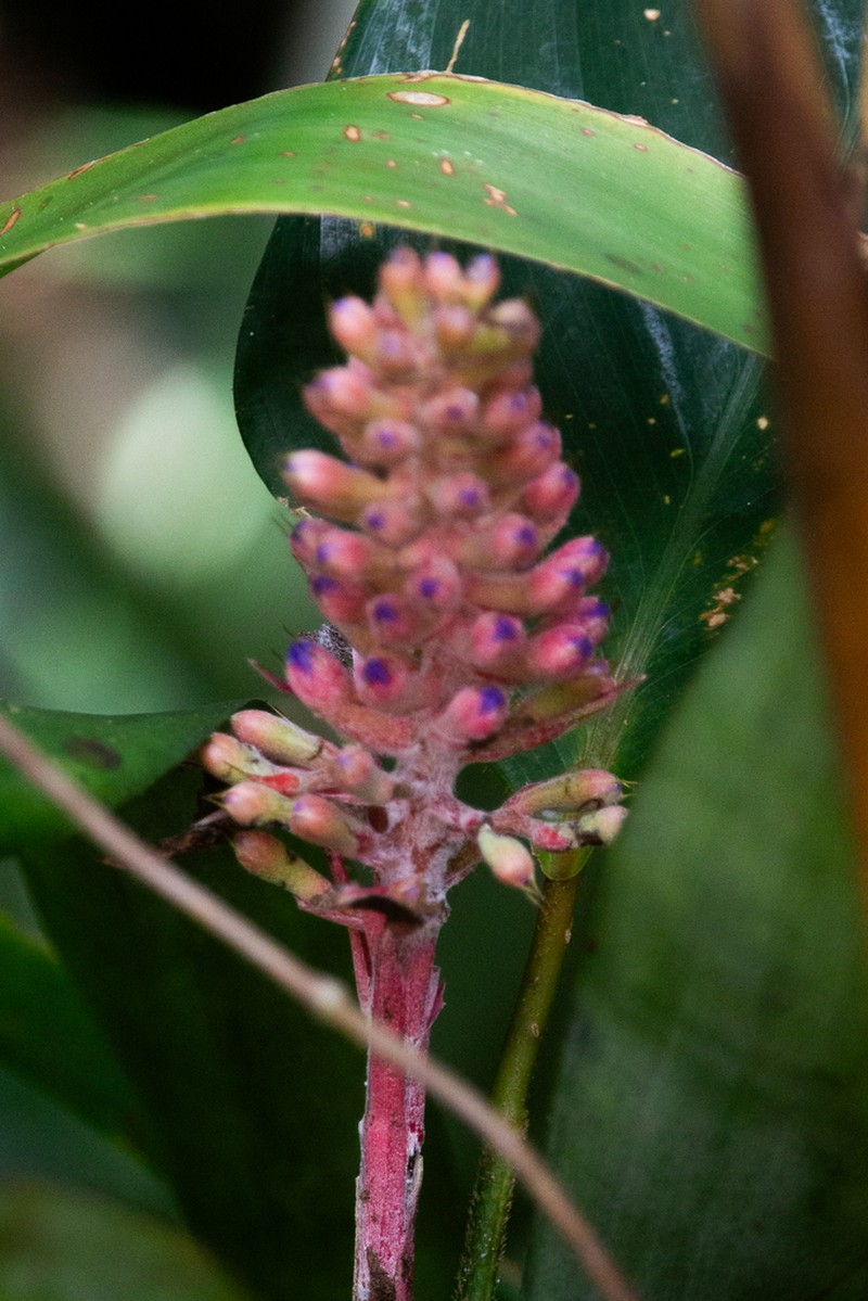 Aechmea organensis photo 8