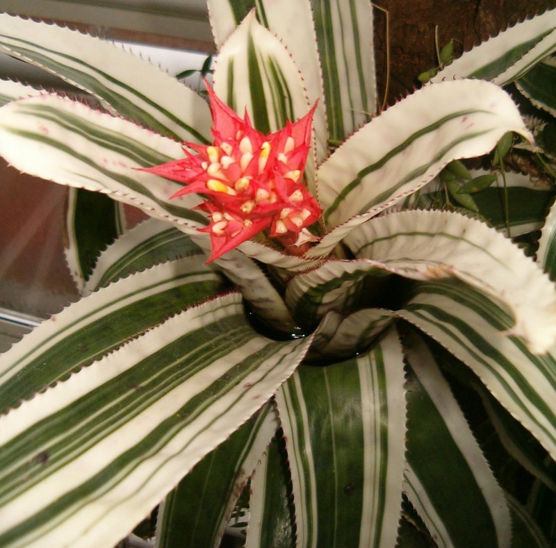 Aechmea orlandiana