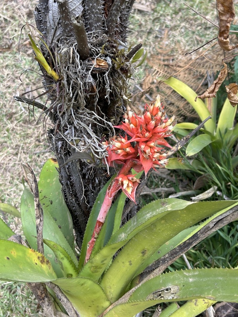 Aechmea orlandiana photo 2