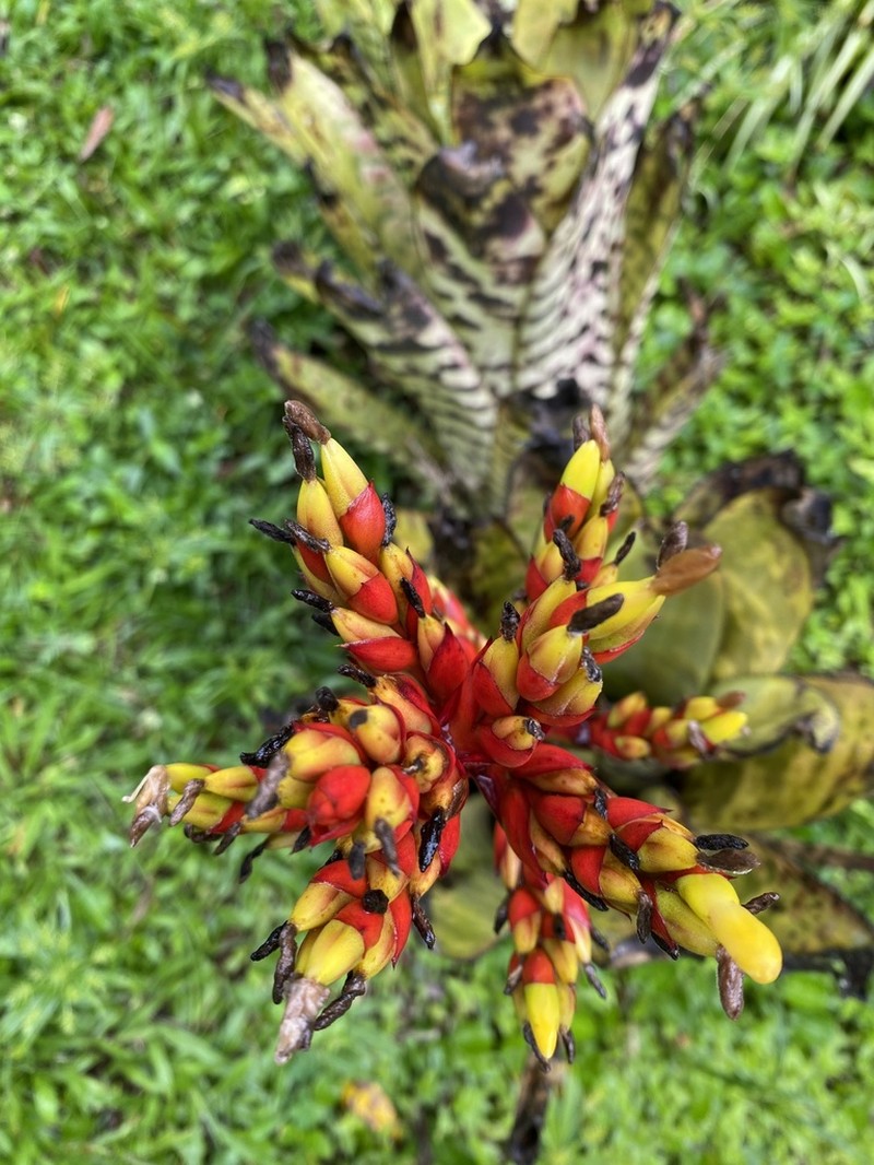 Aechmea orlandiana photo 3