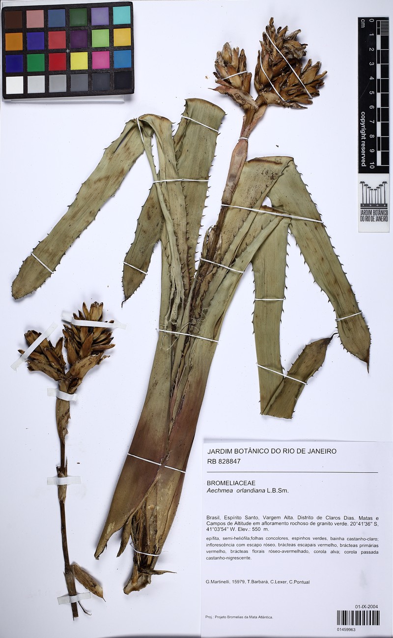 Aechmea orlandiana photo 6