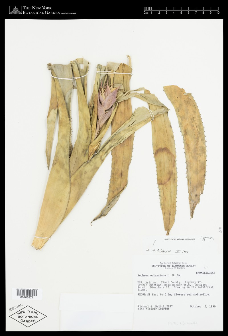 Aechmea orlandiana photo 7