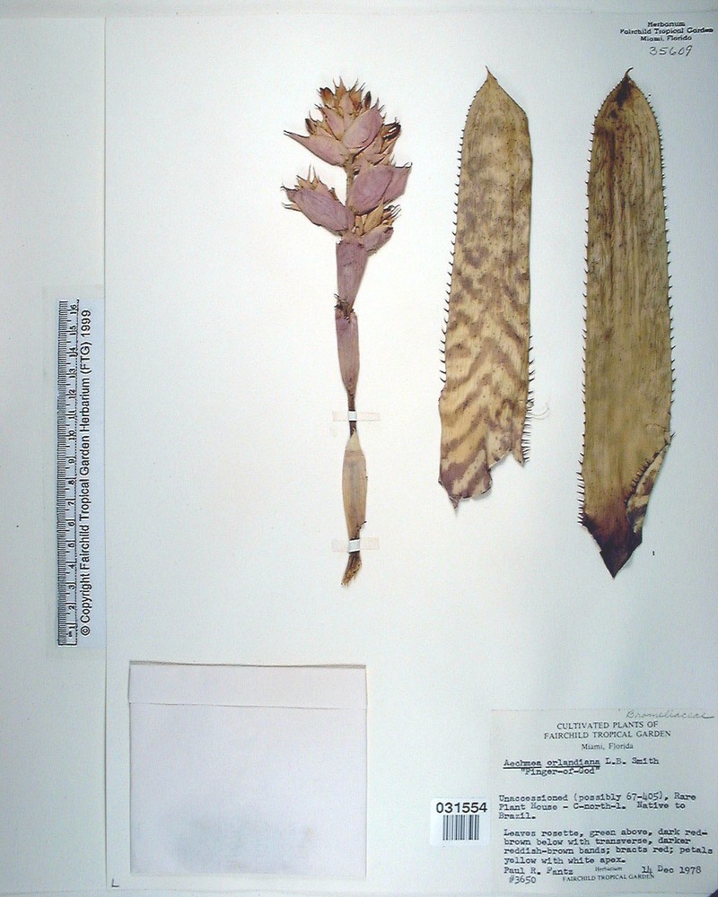 Aechmea orlandiana photo 8