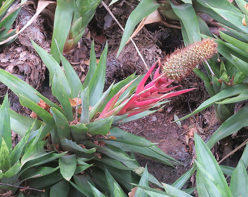 Aechmea ornata