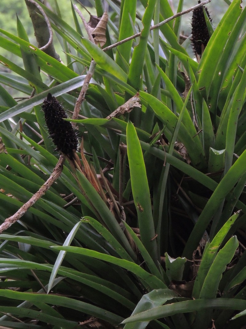 Aechmea ornata photo 4