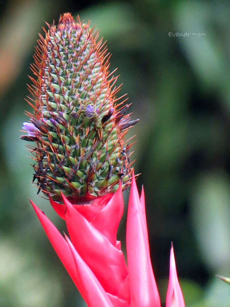 Aechmea ornata photo 5