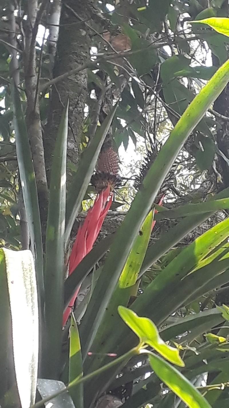 Aechmea ornata photo 6