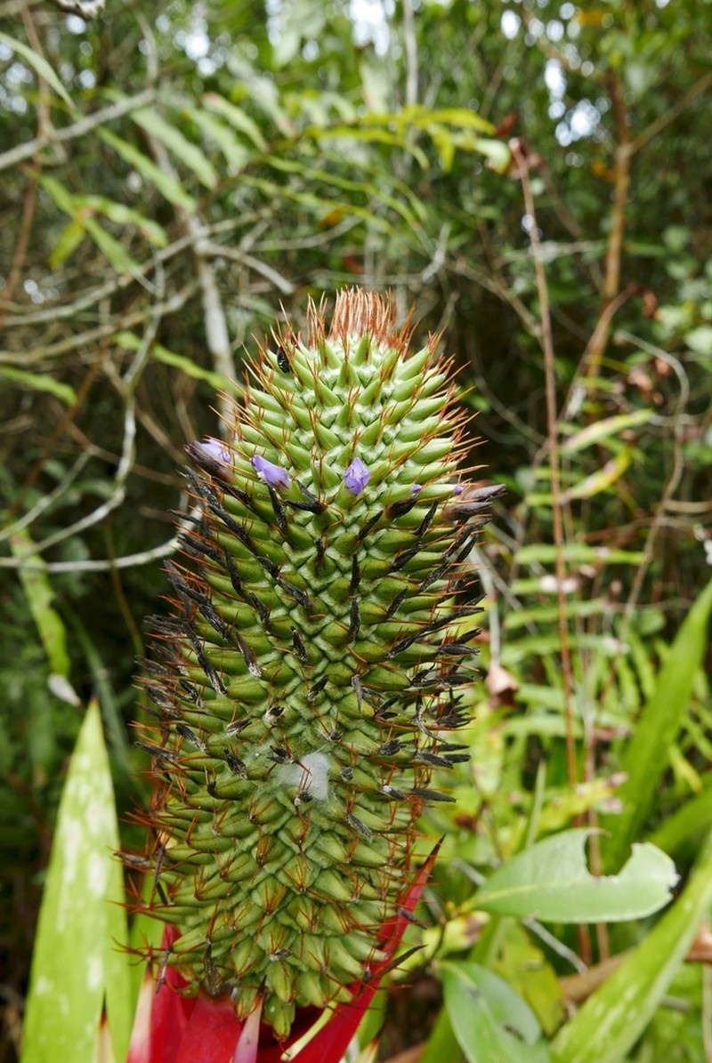 Aechmea ornata photo 8