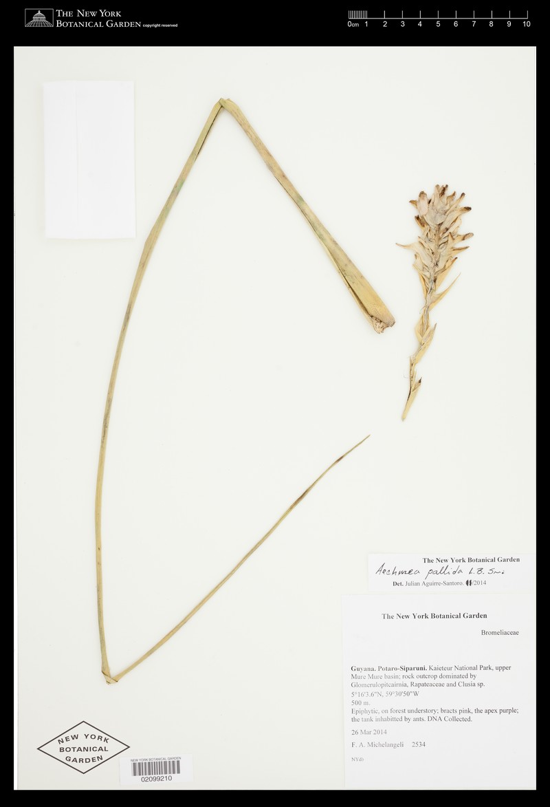 Aechmea pallida