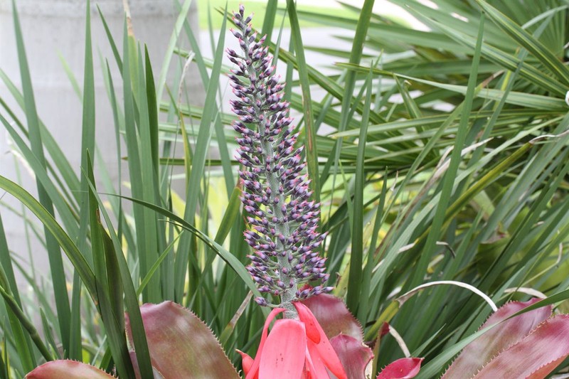 Aechmea paniculigera