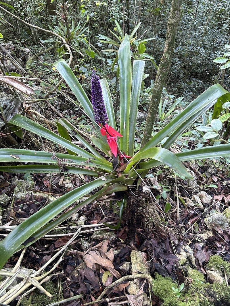 Aechmea paniculigera photo 2