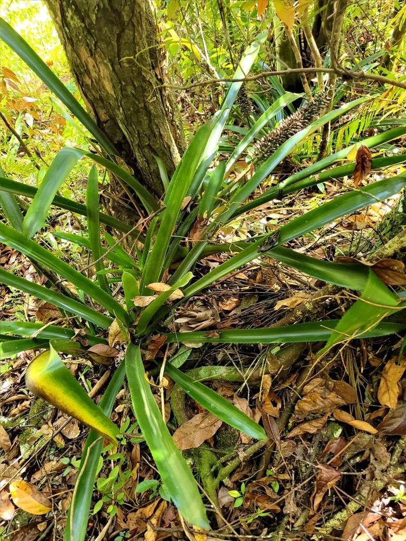 Aechmea paniculigera photo 3