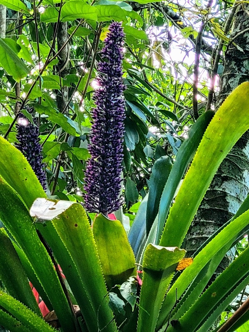 Aechmea paniculigera photo 4