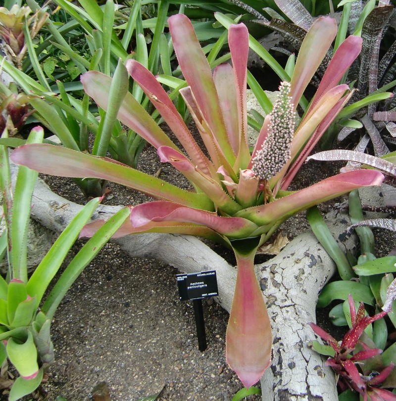 Aechmea paniculigera photo 5