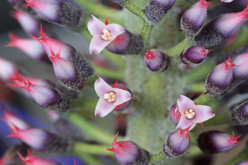 Aechmea paniculigera photo 6