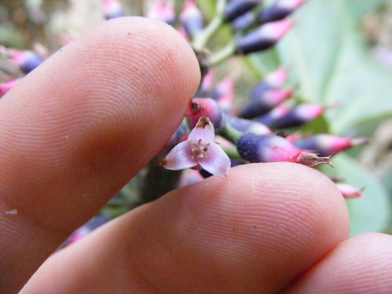 Aechmea paniculigera photo 8