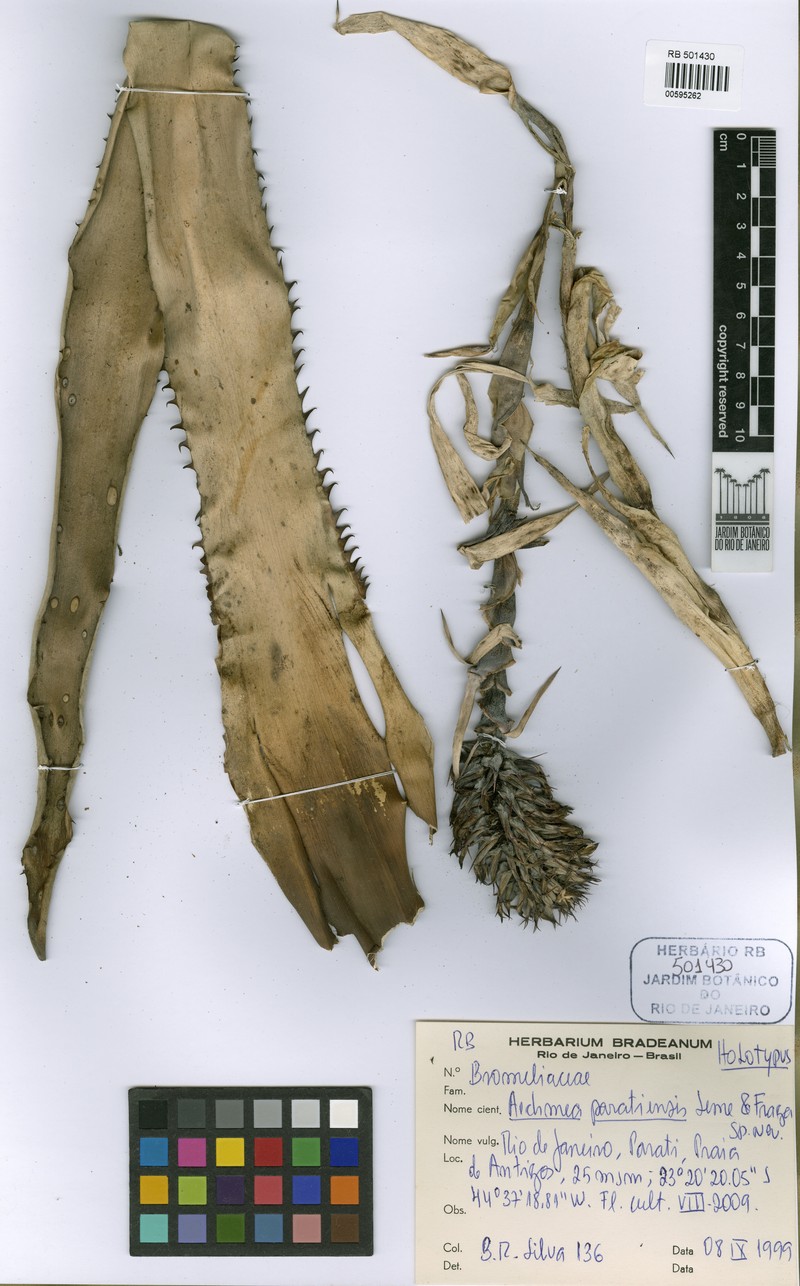 Aechmea paratiensis