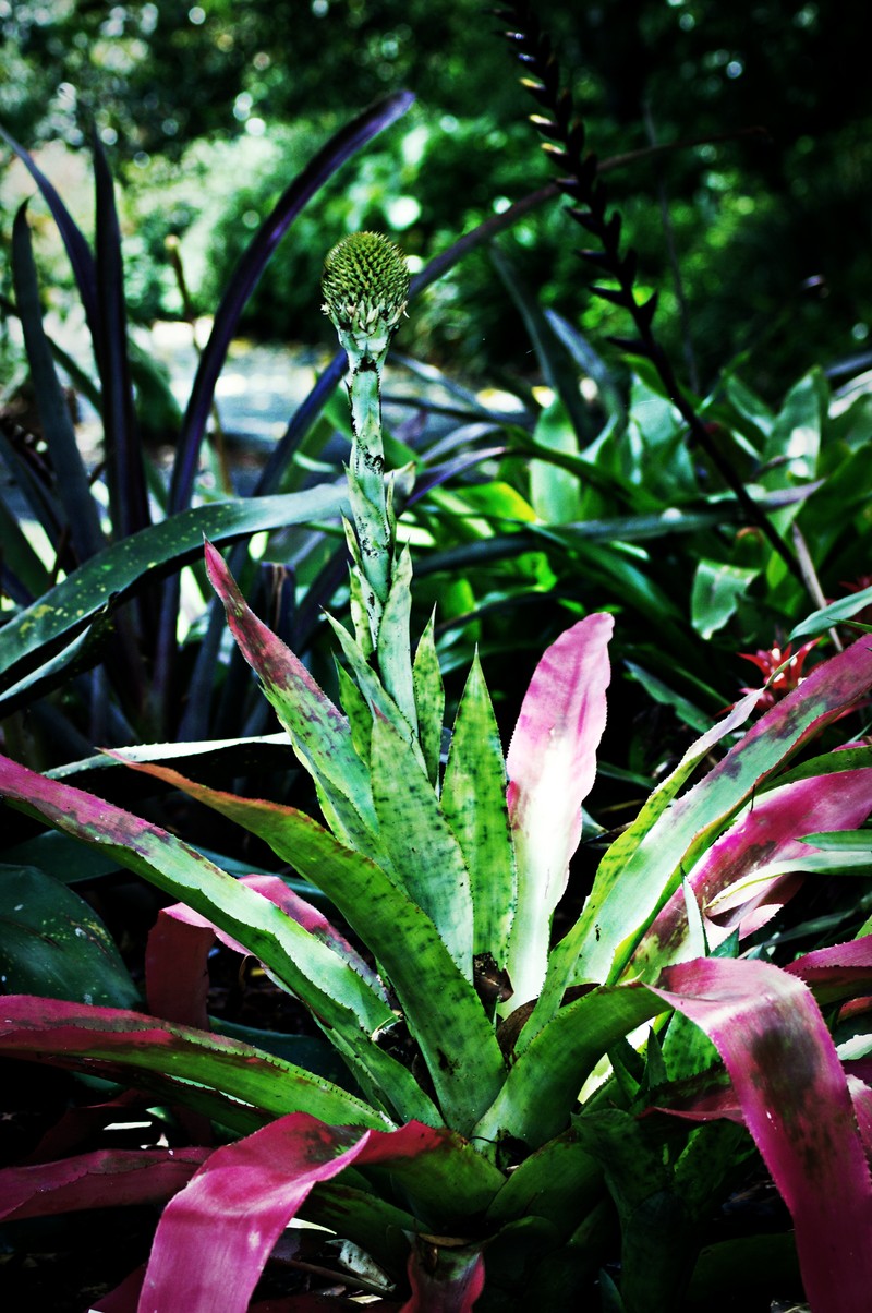 Aechmea pectinata