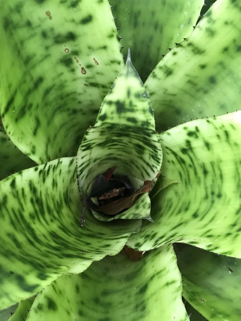 Aechmea pectinata photo 2