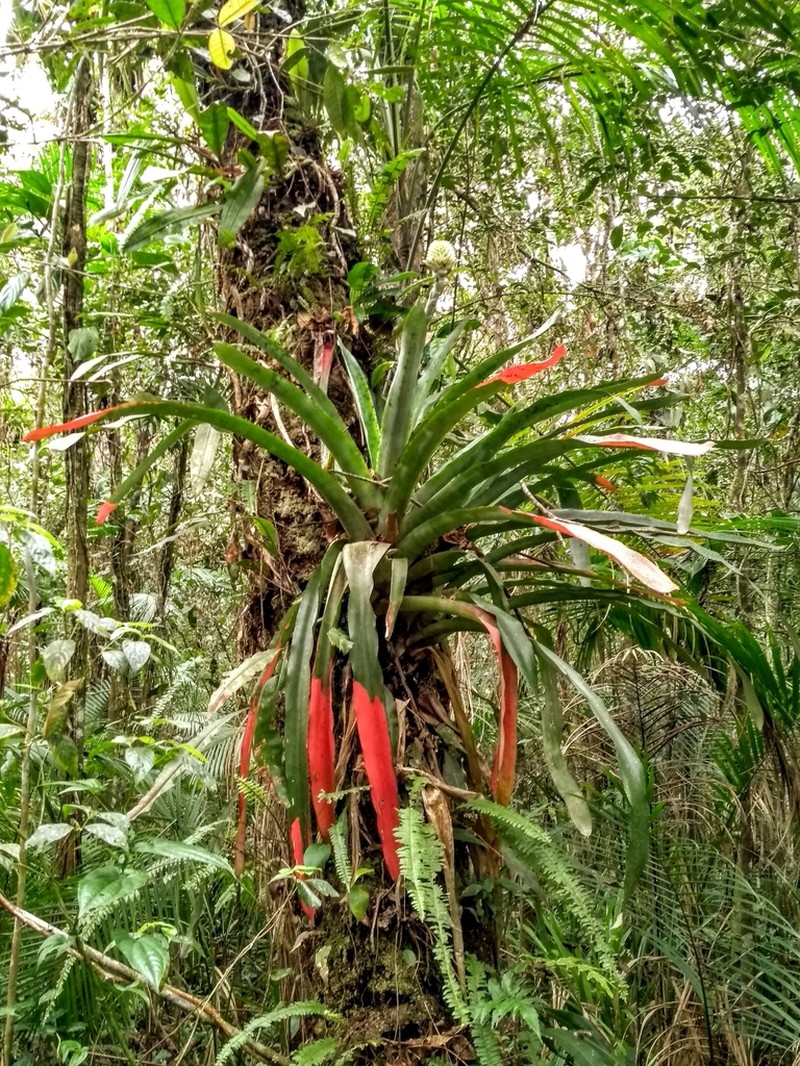 Aechmea pectinata photo 3