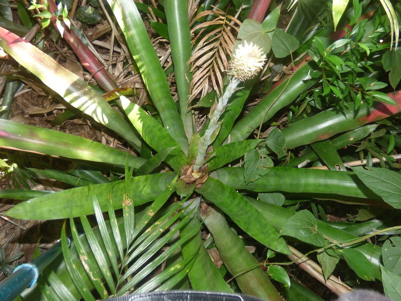 Aechmea pectinata photo 4