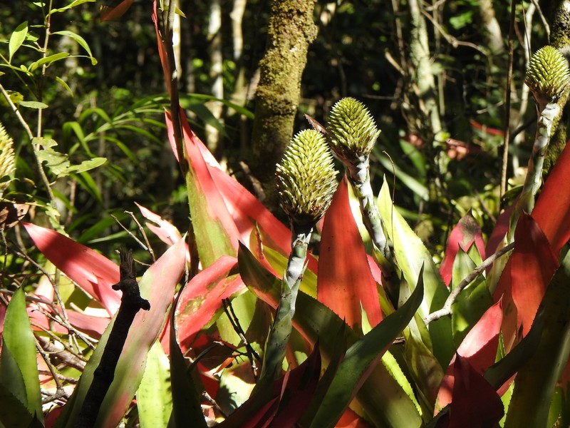 Aechmea pectinata photo 5