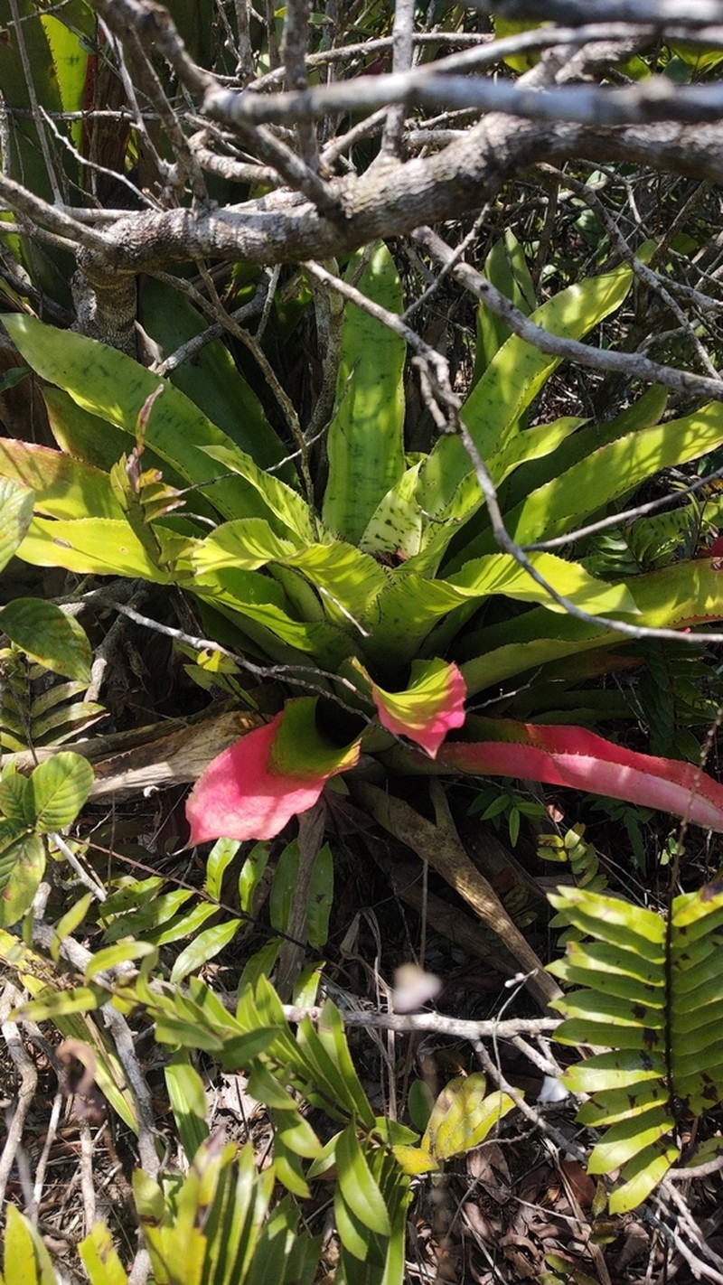 Aechmea pectinata photo 7