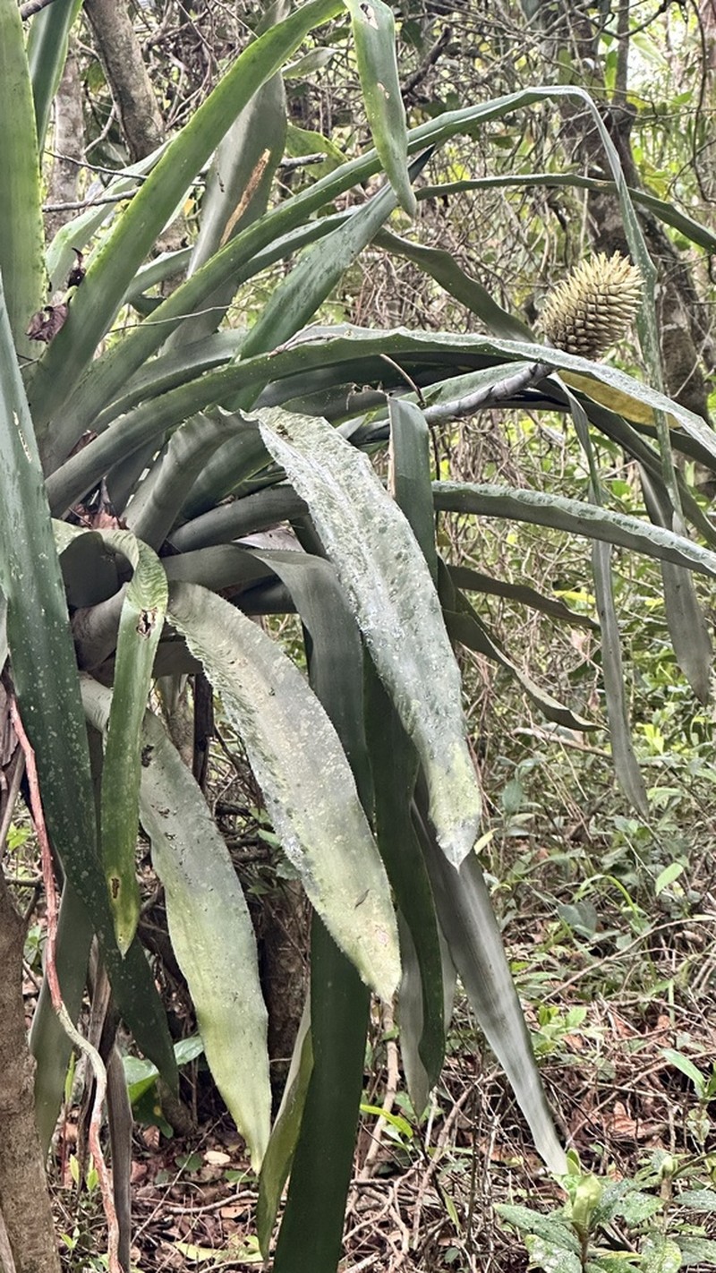 Aechmea pectinata photo 8