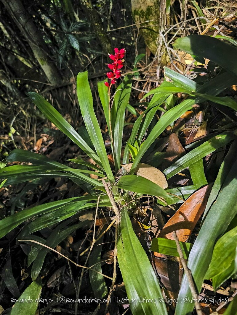 Aechmea pedicellata photo 2