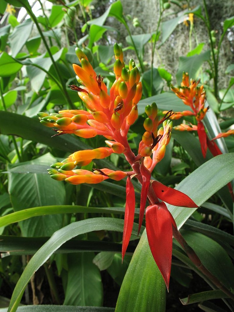 Aechmea penduliflora