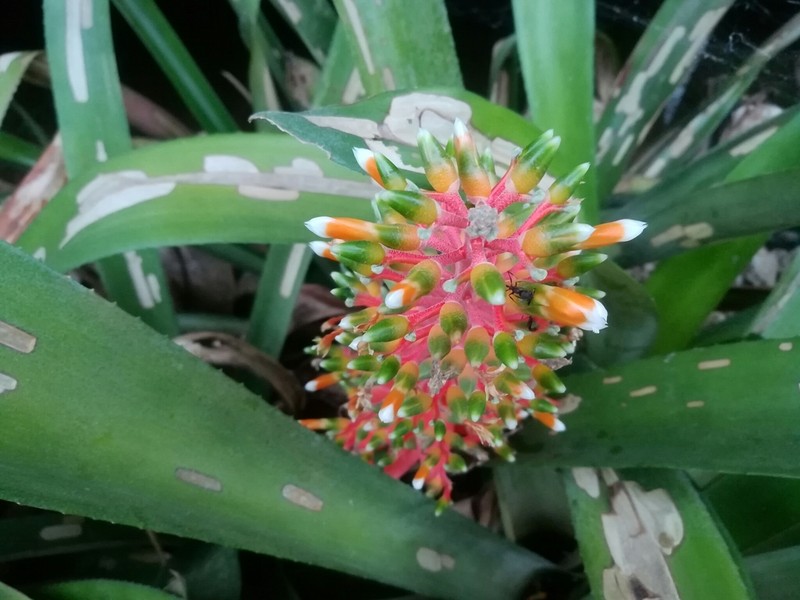 Aechmea penduliflora photo 2