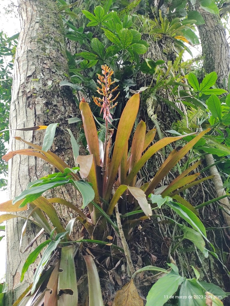 Aechmea penduliflora photo 3