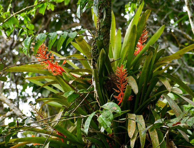 Aechmea penduliflora photo 4
