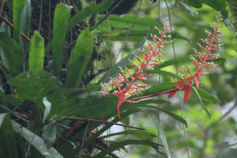 Aechmea penduliflora photo 5