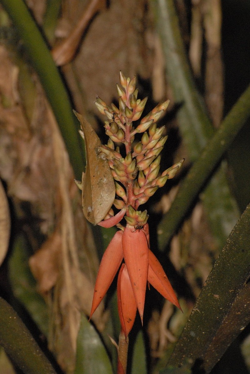 Aechmea penduliflora photo 6