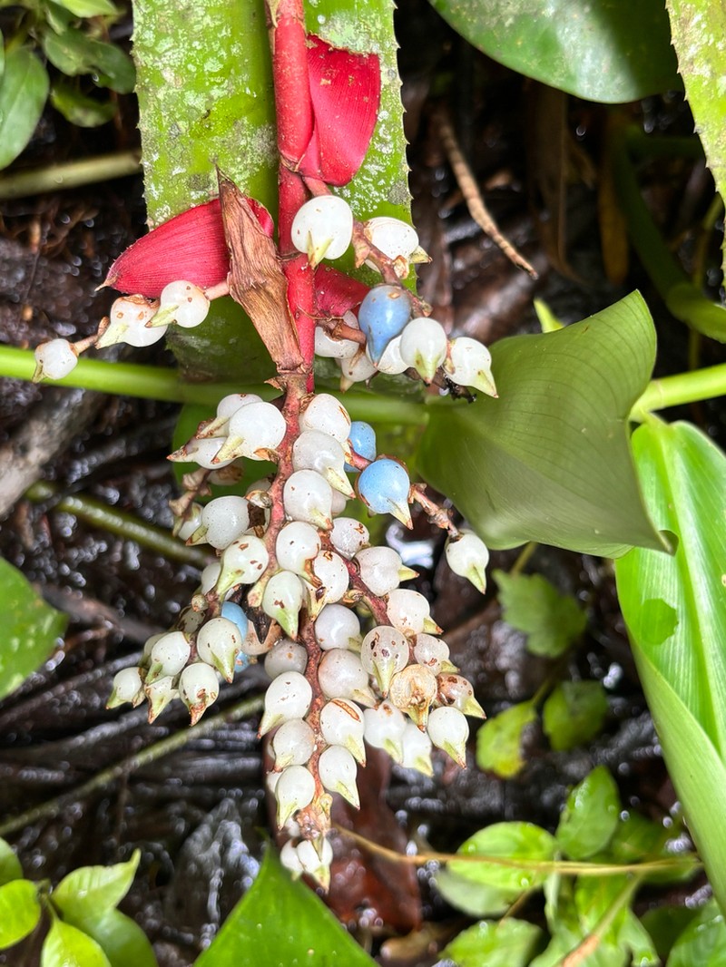 Aechmea penduliflora photo 8