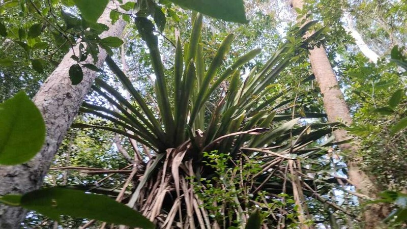 Aechmea perforata photo 2