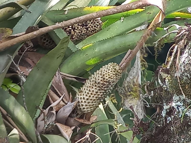 Aechmea perforata photo 3