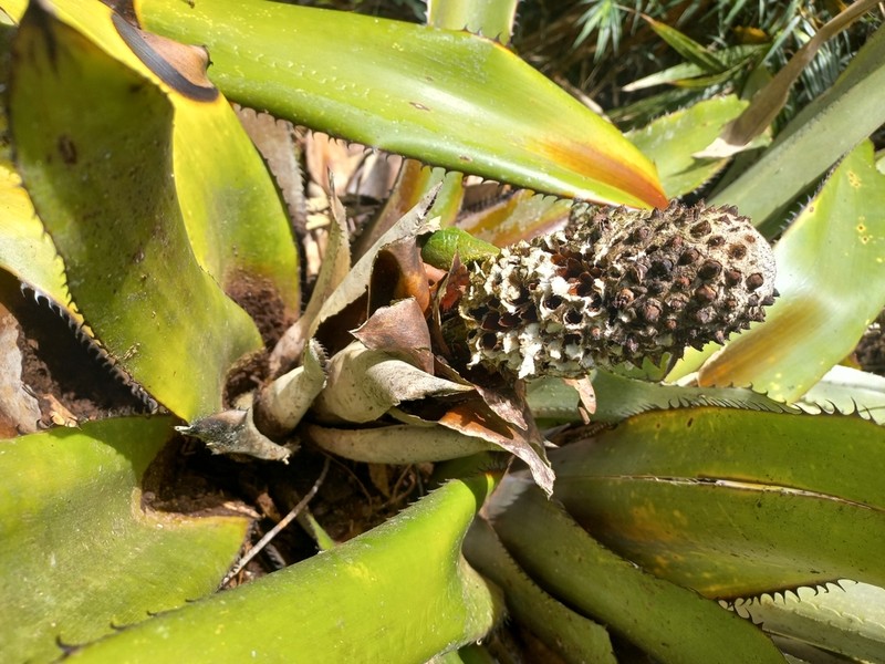 Aechmea perforata photo 4