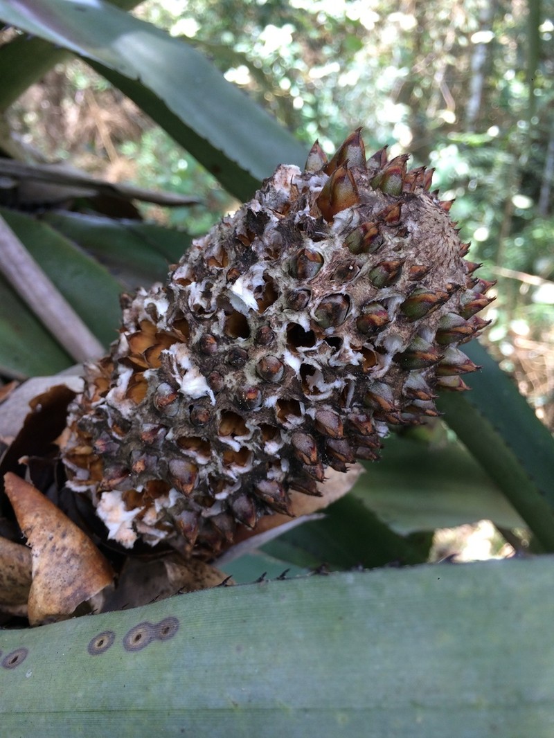 Aechmea perforata photo 5