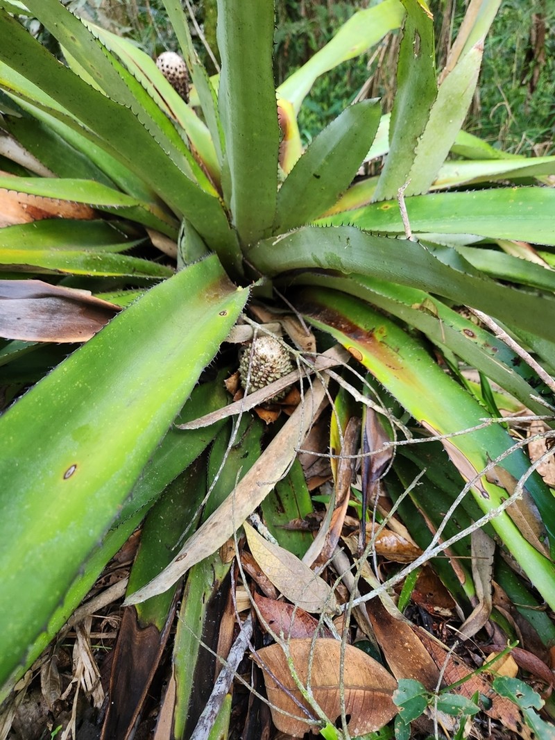 Aechmea perforata photo 6