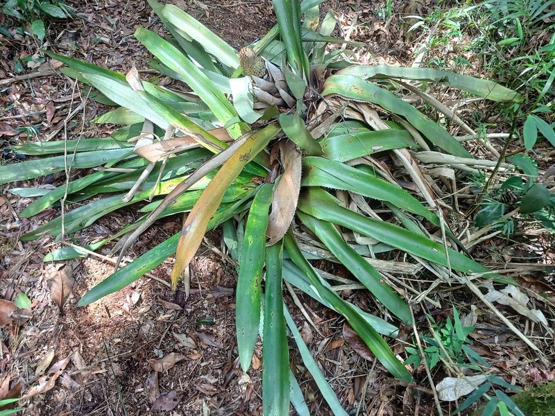 Aechmea perforata photo 7