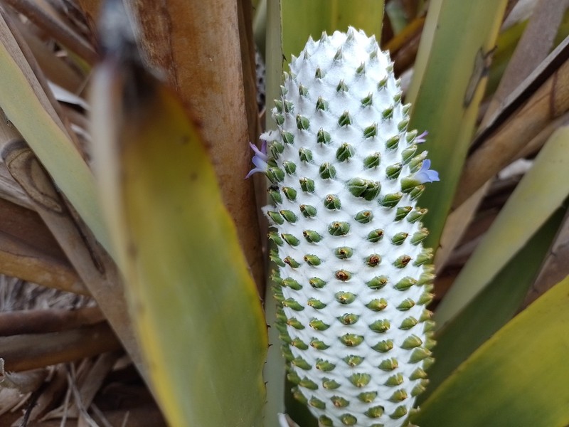 Aechmea perforata photo 8